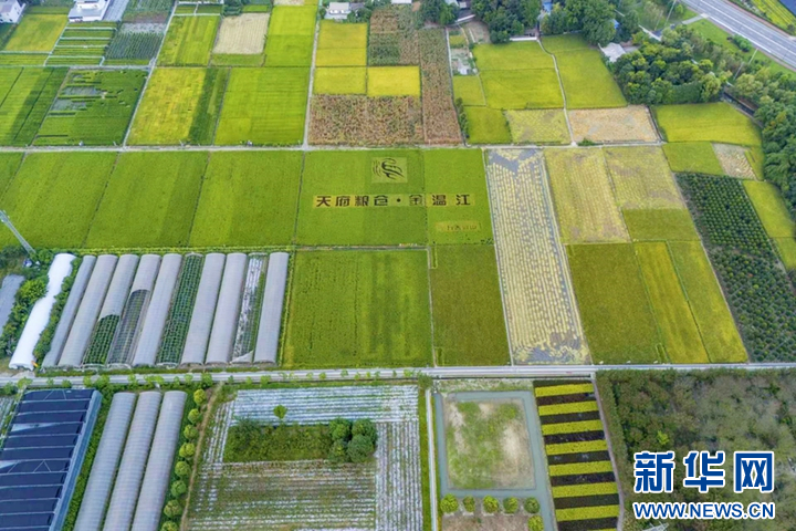 乡村振兴在行动｜四川成都：园区沃土“育”出智慧农业新图景(图5)