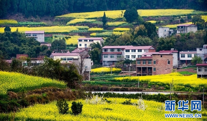 乡村振兴在行动｜四川成都：园区沃土“育”出智慧农业新图景(图6)