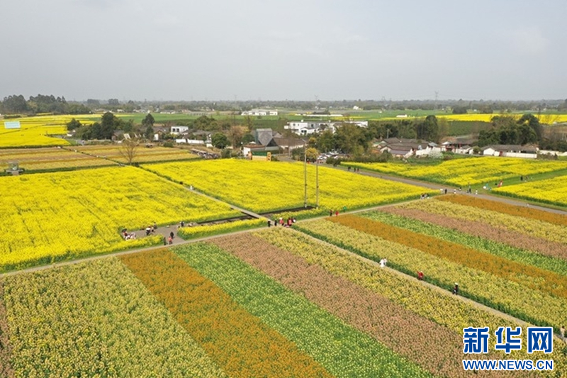 乡村振兴在行动｜四川成都：园区沃土“育”出智慧农业新图景(图7)