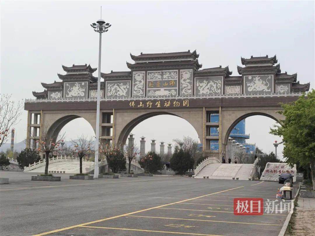 Bsport体育官网：邯郸黑熊出逃事件背后：涉事动物园员工已有2个月未发工资(图1)