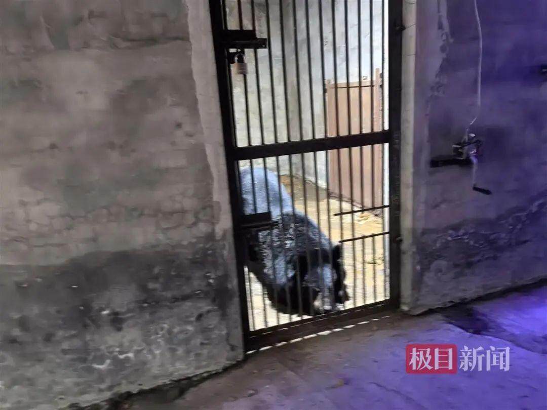 Bsport体育官网：邯郸黑熊出逃事件背后：涉事动物园员工已有2个月未发工资(图7)
