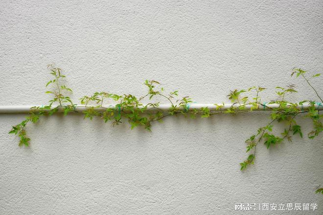 新南威尔士大学本科申请作品集的重要性(图1)